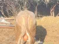 Toro, Ganado vacuno — foto 2