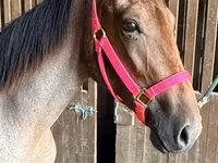 فرس, Rocky Mountain Horse — الصورة 4