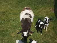 मेढ़ा, Kuibyshev sheep — फ़ोटो 7
