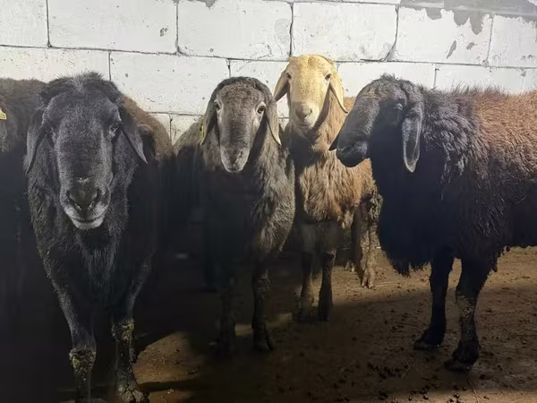 ვერძი, Arashan sheep