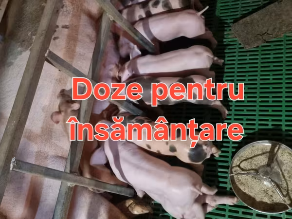 Хряк, Свиньи