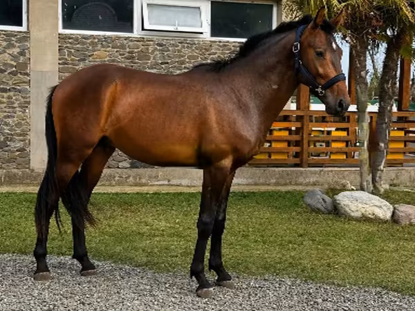 Hengst, Karachay horse — Georgien