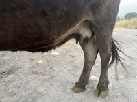 母牛, Cattle — 照片 3