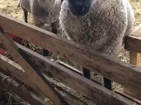 Oveja, Blackheaded Persian sheep — Rusia