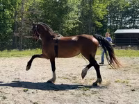 კვიცი, Dutch warmblood horse — ფოტო 3