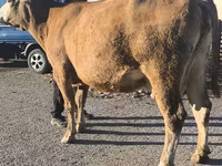 Kuh, Simmental cattle — Foto 7