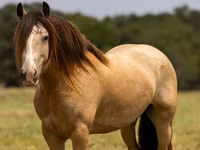 公马, Gypsy horse — 照片 2