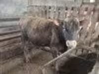 सांड, जर्सी नस्ल — फ़ोटो 2