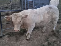 ثور, Charolais cattle — الصورة 7