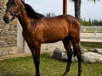 Caballo, Anglo-Arabian — foto 2