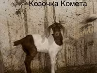 बकरा, Kamori goats — फ़ोटो 3