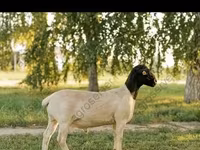 ვერძი, Edilbay sheep — ფოტო 6
