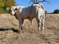 ხარი, Charolais cattle — ფოტო 8