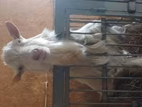 Cabra, Cabras — foto 4