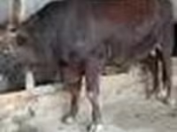 Toro, Vaca de estepa roja — foto 6