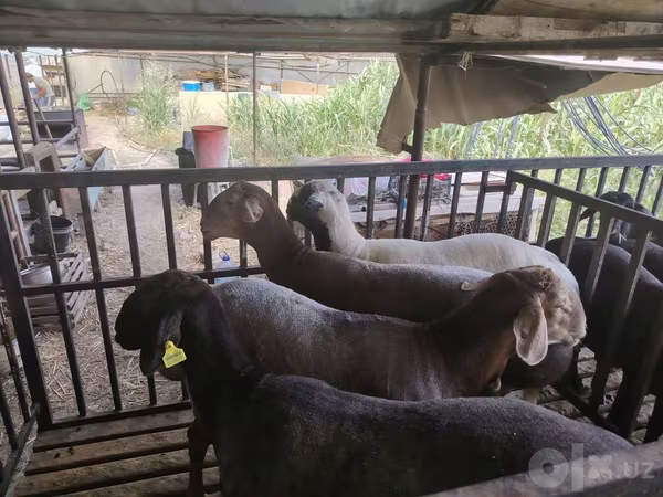 मेढ़ा, भेड़