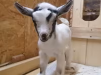 बकरी, Australian Miniature goats — फ़ोटो 2