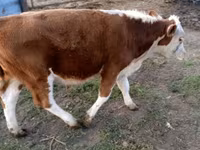 ხარი, Swiss cattle — ფოტო 7