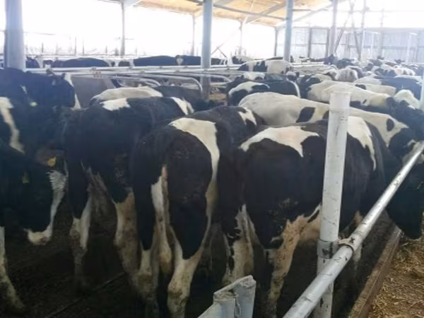Kuh, Russian Black pied cattle
