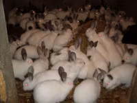 Granule pentru iepuri de calitate superioara.Edineț.facem livrare — фото 4