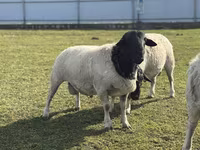 भेड़, Dorper sheep — फ़ोटो 2
