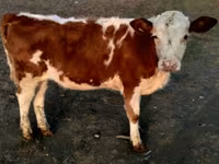 ხარი, Swiss cattle — ფოტო 5