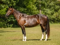 კვიცი, American paint horse — ფოტო 4