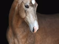 Horse (M), Akhal-Teke — photo 1