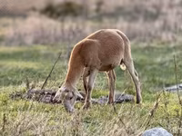 मेढ़ा, Katum sheep — फ़ोटो 5