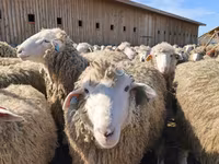 Sheep, Kuibyshev sheep — photo 4