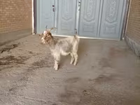 Коза, Альпийская коза — фото 5