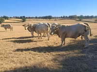 Toro, Raza de vaca — foto 4