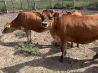 Vaca, Raza Jersey — foto 2