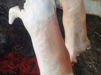 Продам баранину ягнят — الصورة 1