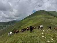 Caballo, Caballos — foto 8
