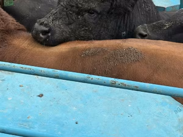 Бык, Коровы