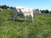 Vaca, Raza de vaca — foto 5