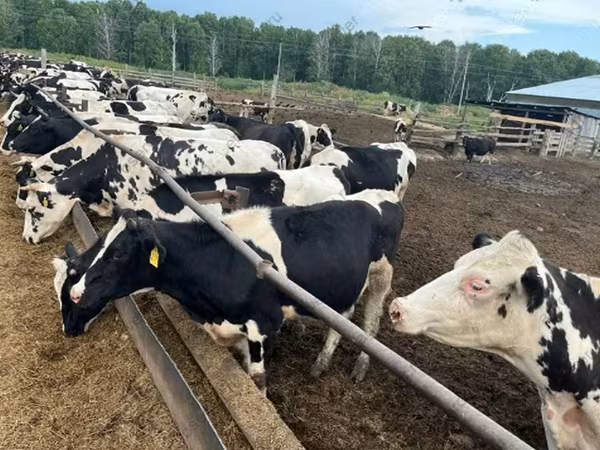 Bulle, Russian Black pied cattle