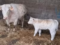 ثور, Charolais cattle — الصورة 5
