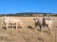 Toro, Raza de vaca — foto 8