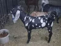 თხა, Beetal goats — ფოტო 1