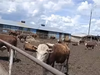 Toro, Vaca kazaja de cabeza blanca — foto 1