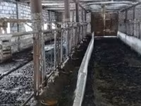 Vaca, Tipo de fábrica de Bukovina de la vaca ucraniana roja y moteada. — foto 2