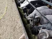 Ram, Sheep — photo 1