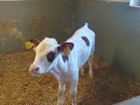 ძროხა, Simmental cattle — ფოტო 1