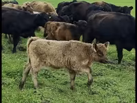 Toro, Vaca Galloway — foto 2