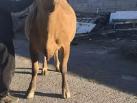 Kuh, Simmental cattle — Foto 8