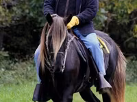 Yegua, Rocky Mountain Horse — foto 2