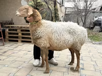 भेड़, Awassi sheep — फ़ोटो 3