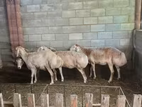 Sheep, Afghan Arabi sheep — photo 1